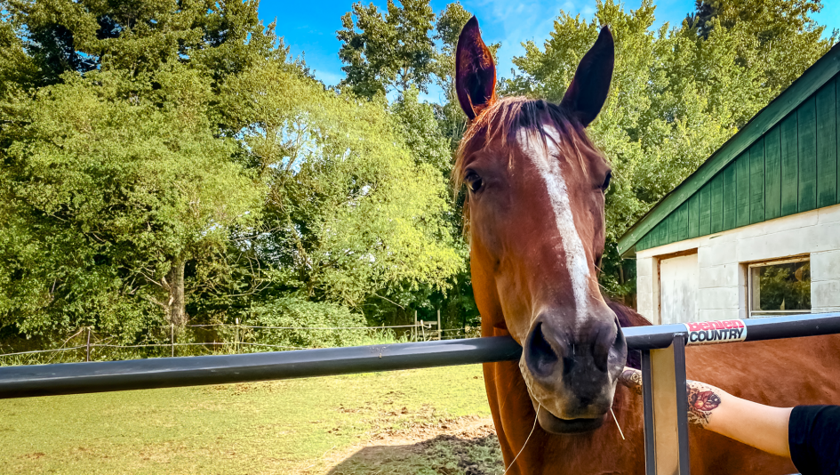 Ruth Cheyenne Gilman, Asuka, Circle A Home for Horses  